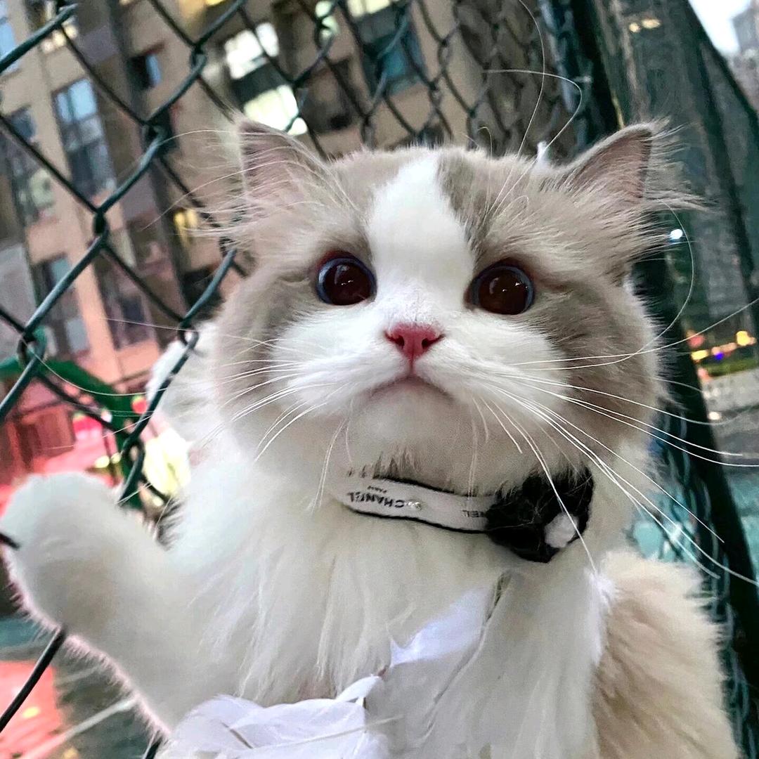 武汉家政小朱（已退役）