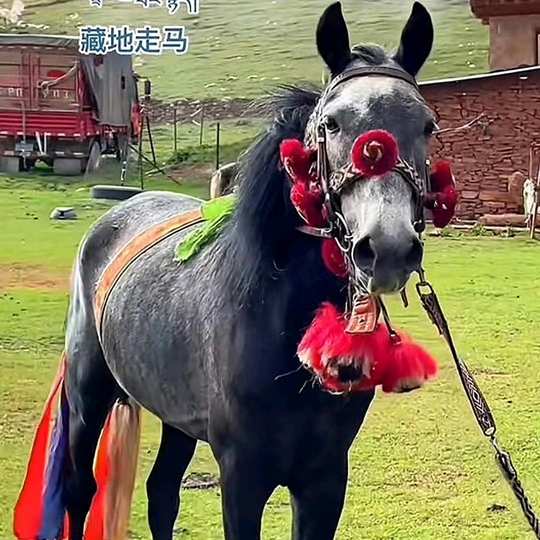 小洛