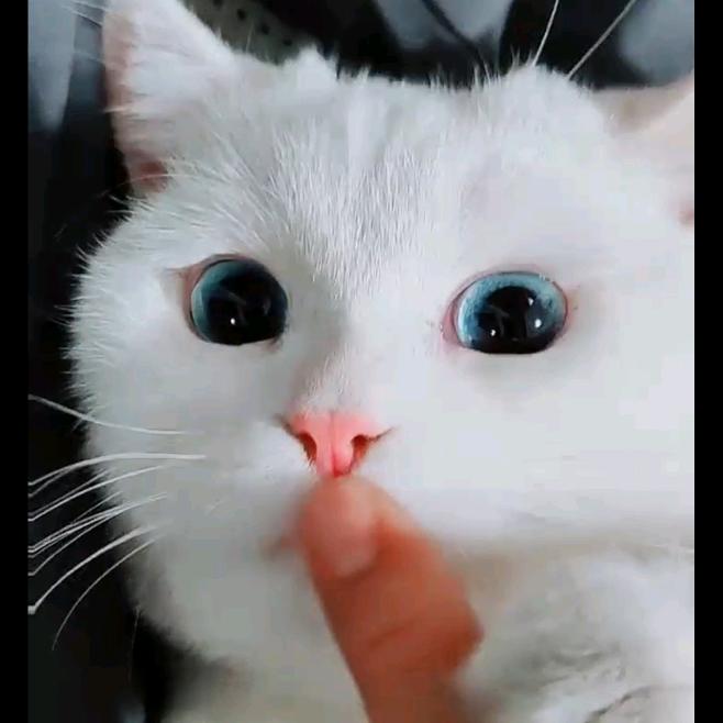卡卡是只小短腿