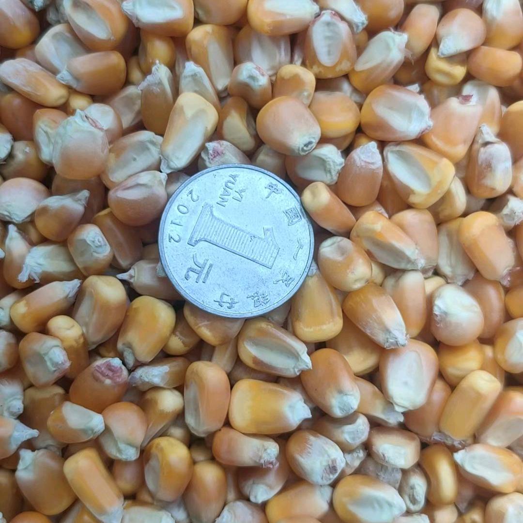 大量出售光选玉米，收购杨柳木材柴火两个场