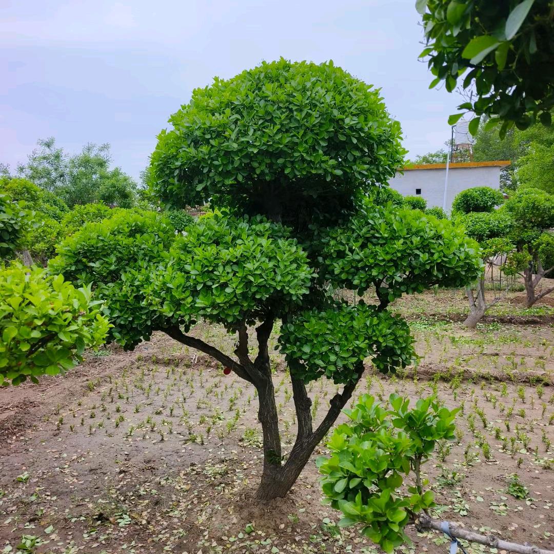 鑫鑫精品园艺