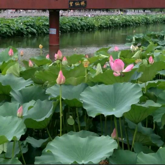 🌹岁月静好🌹