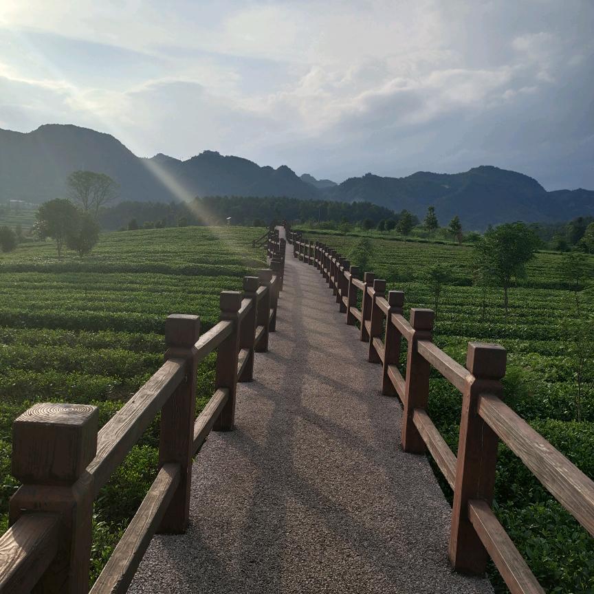 🇨🇳绿色《贵州》有机茶🍵
