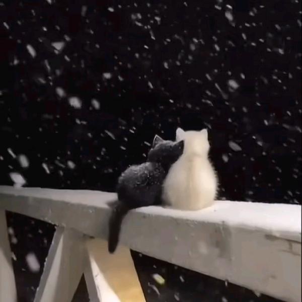 时来运转西红柿