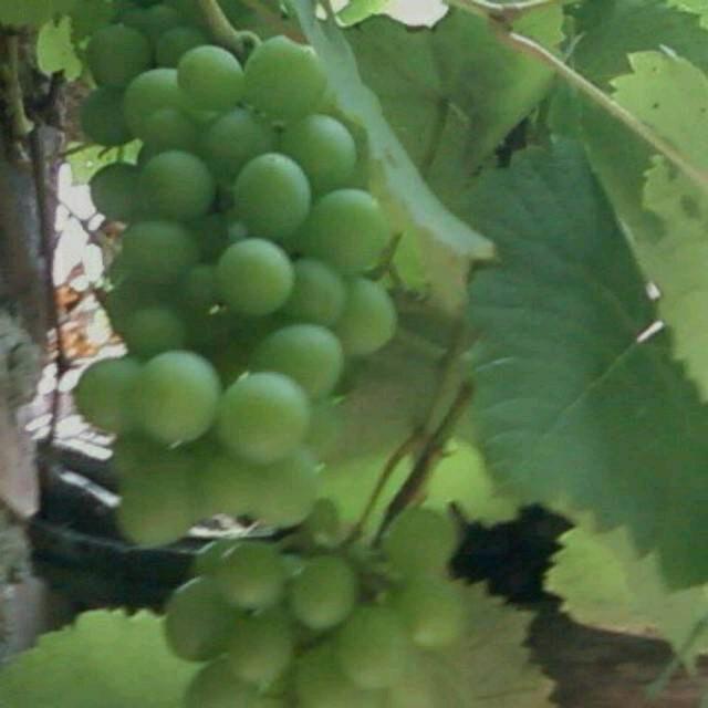 平定田园饭店阿進（农村创业）