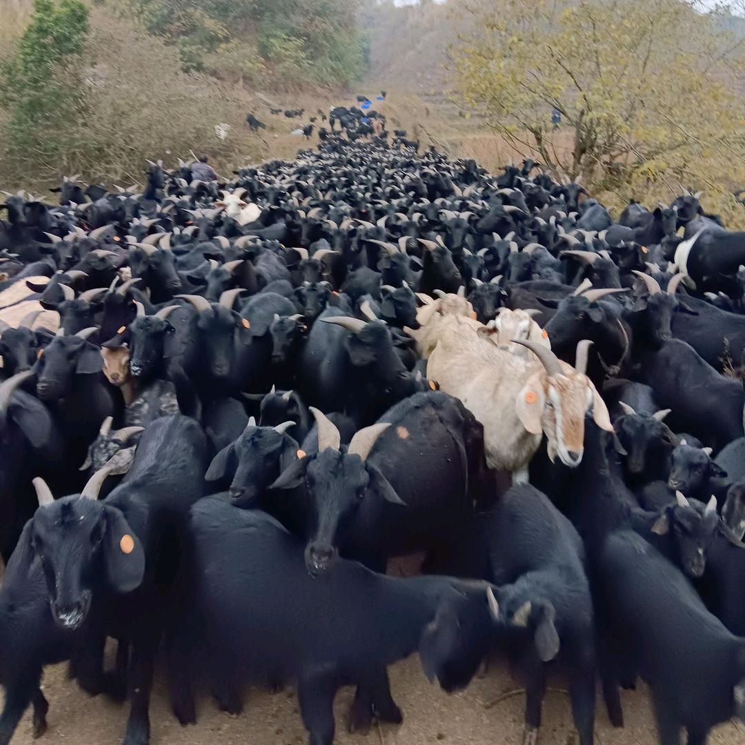 《张平》川南黑山羊养殖专业户