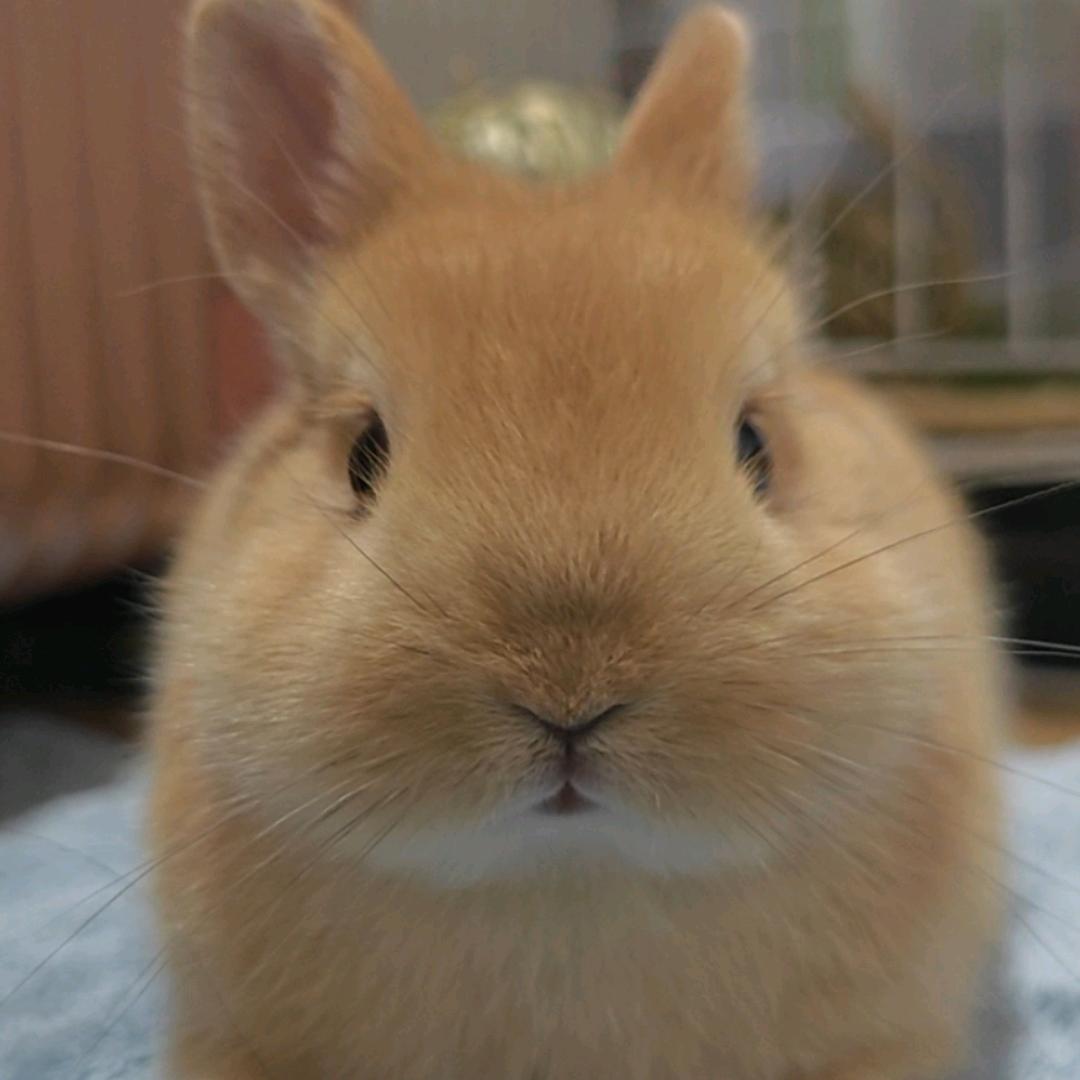 小兔崽子—薯条