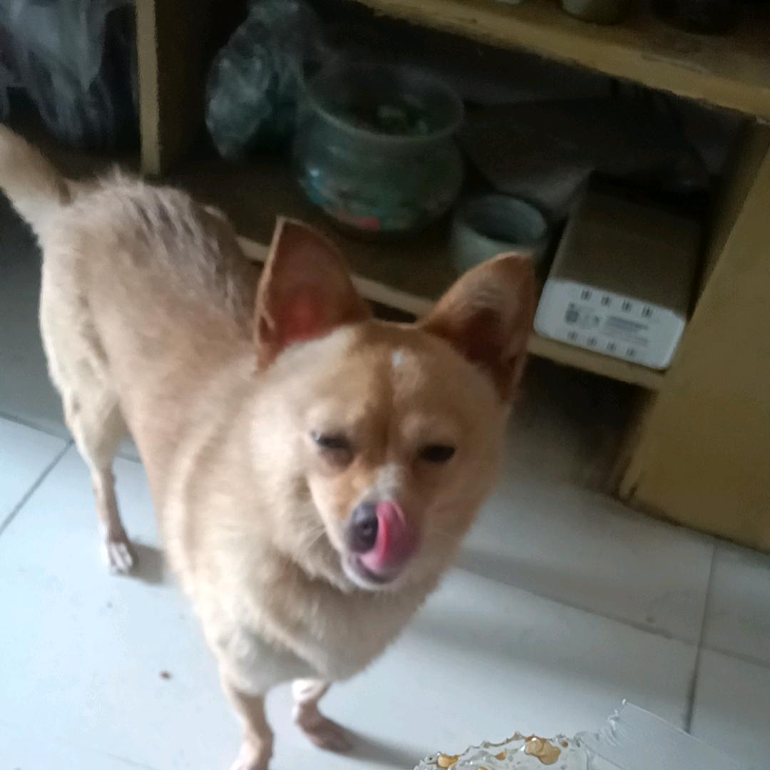 爱我的家人小吃货