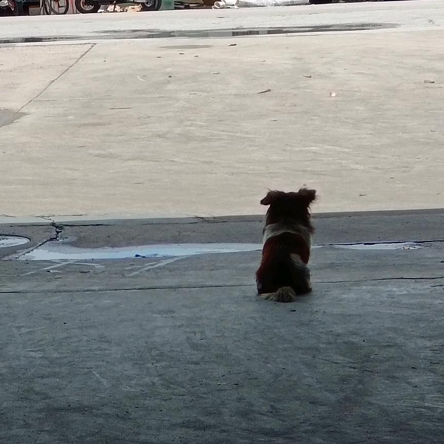 小小郑