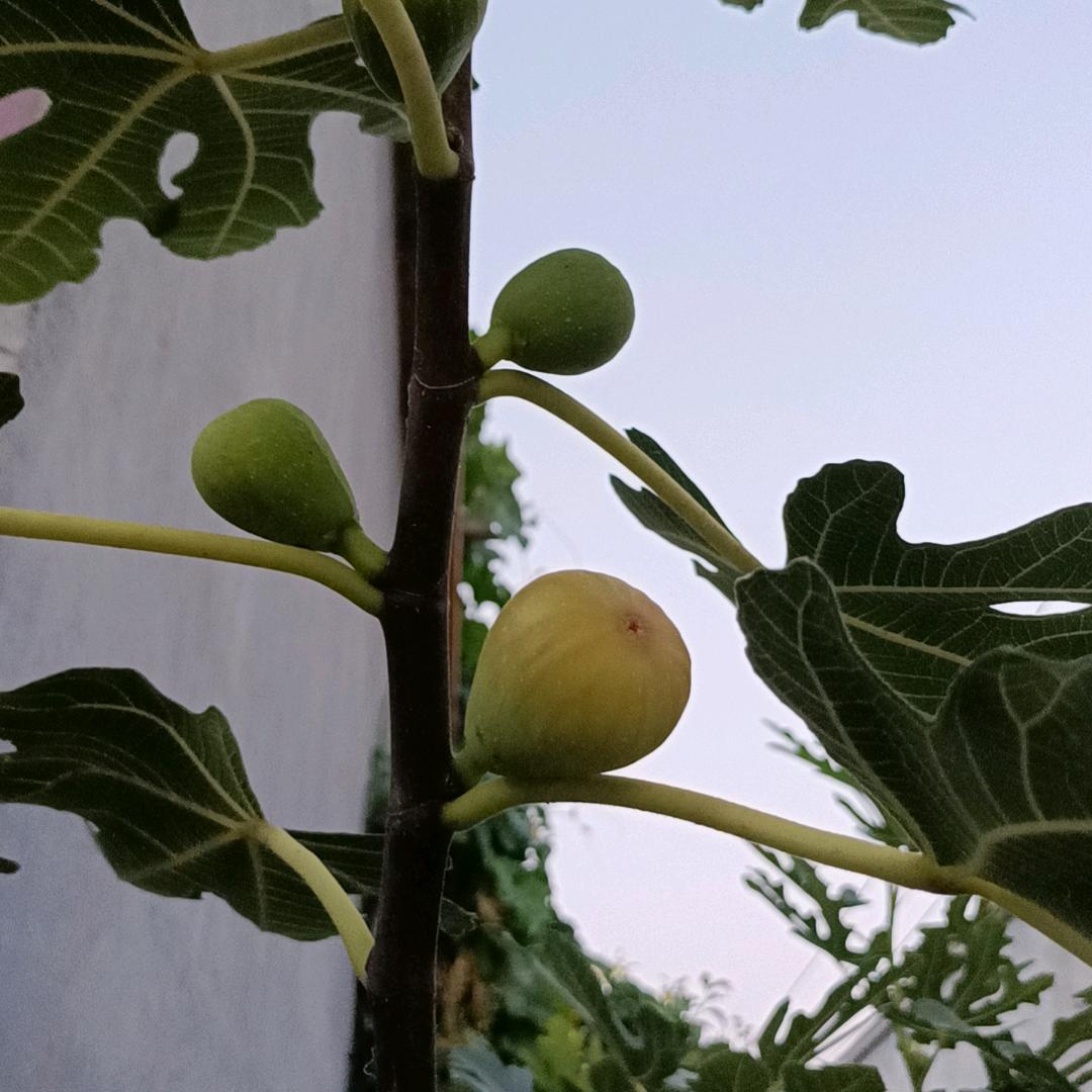 请叫我小吴嗨皮影