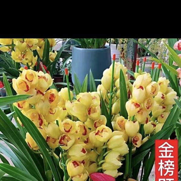 女王姐🙏🍎🍎