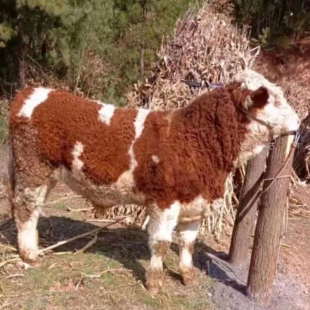 贵州威宁牛羊代办大量发购