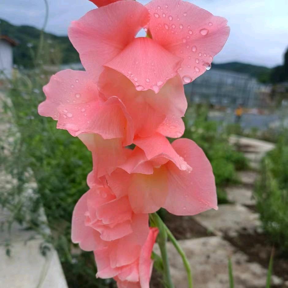 那些年（余li）