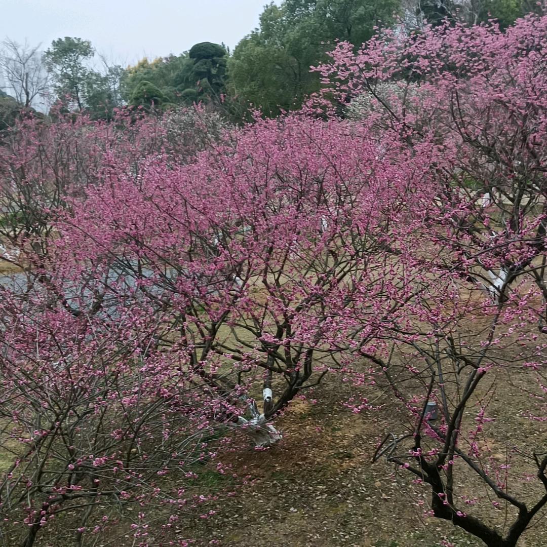 樱桃小丸子👿