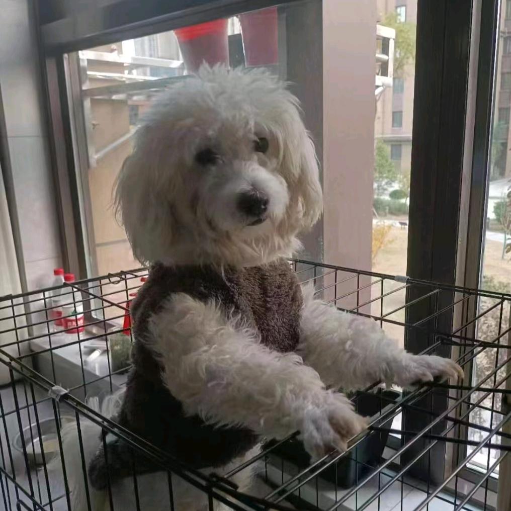 小神仙。