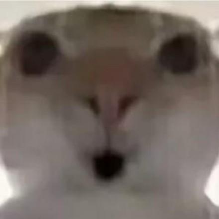 鼠鼠