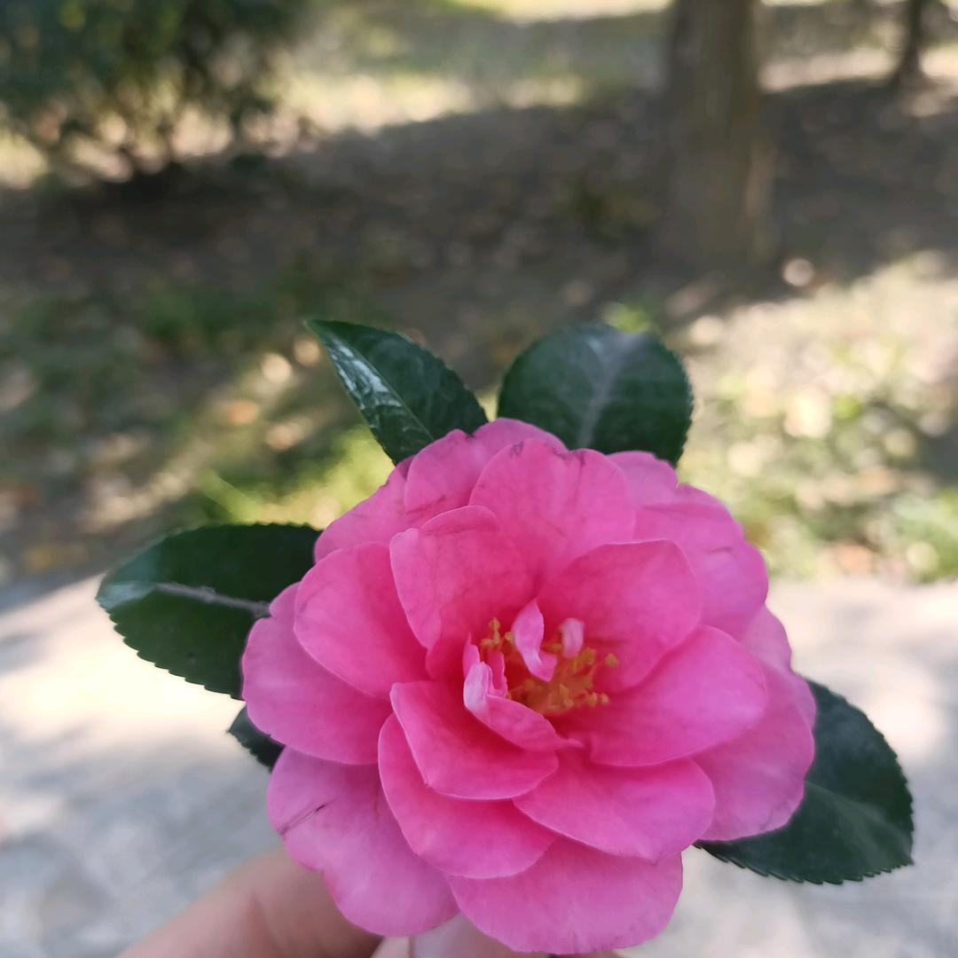 醉相思。