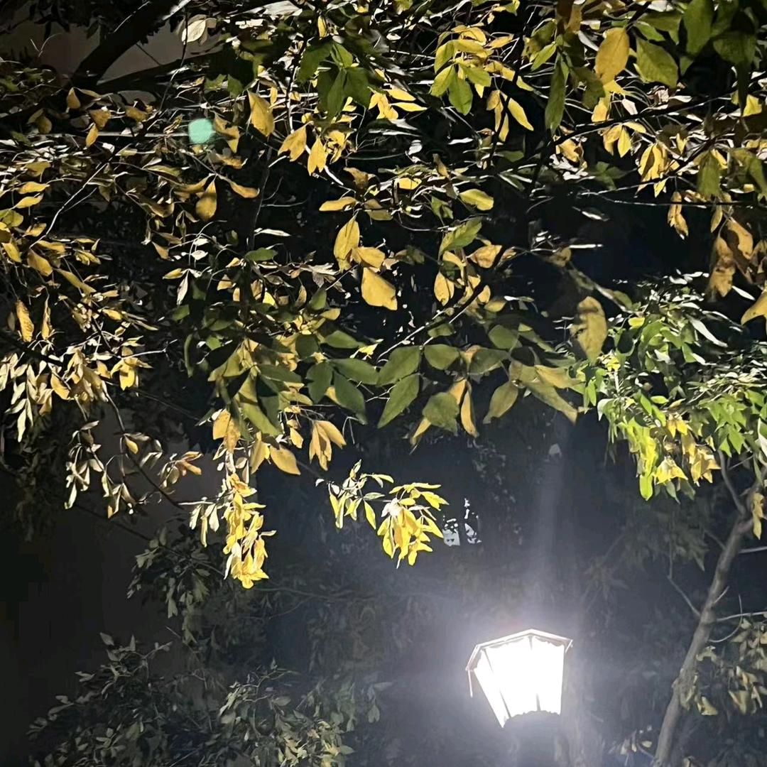 是真