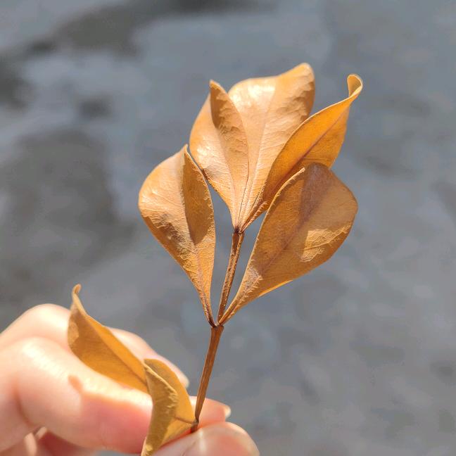 派大沫
