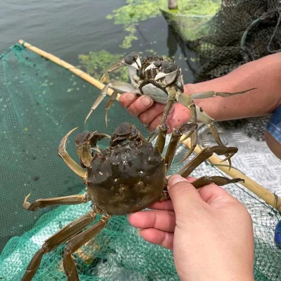 养蟹发哥（长期供应精品蟹）