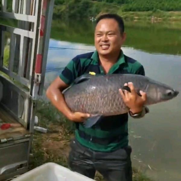 宾川县青鱼钓场