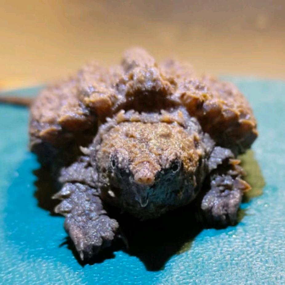 三秋叶🐢🐢🐢