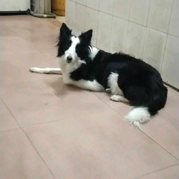 飞狼教官