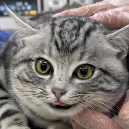 一只月风（云淡风轻）