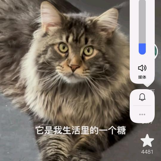 黑色风格