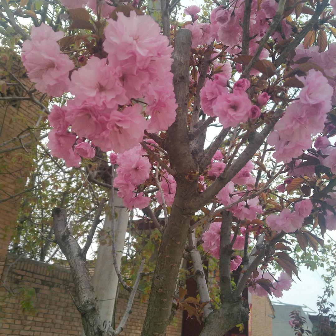 用户3273264660496长孙粉红