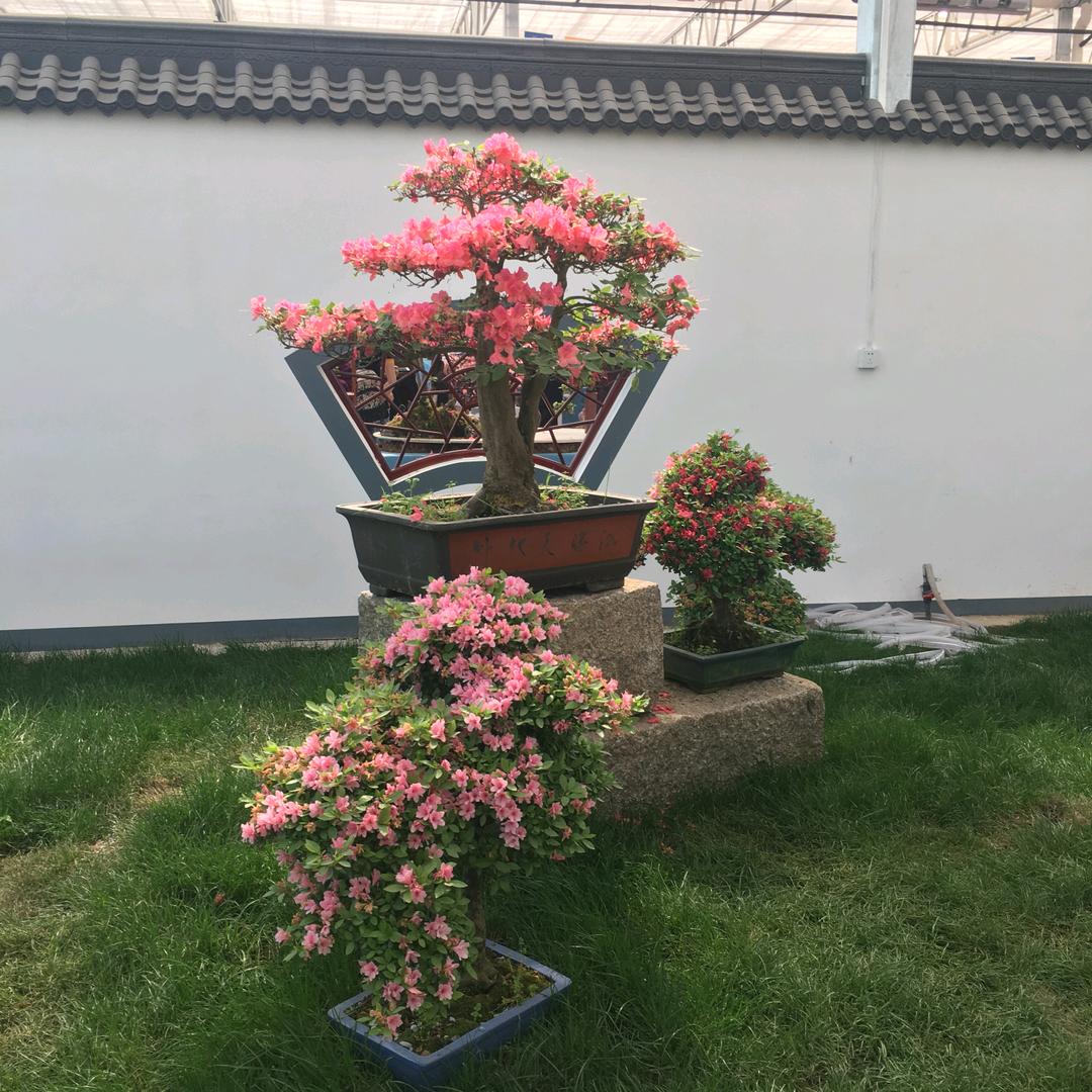沐沐186