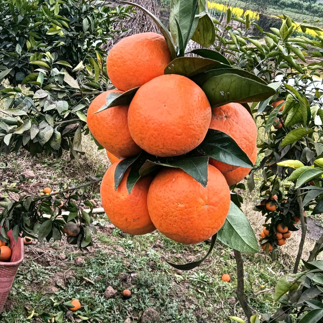 小邓