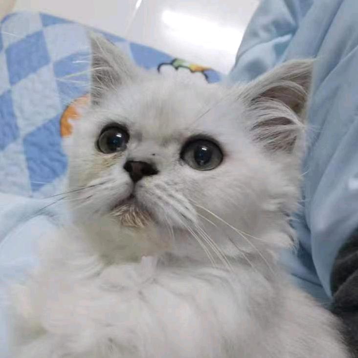 静✿✿
