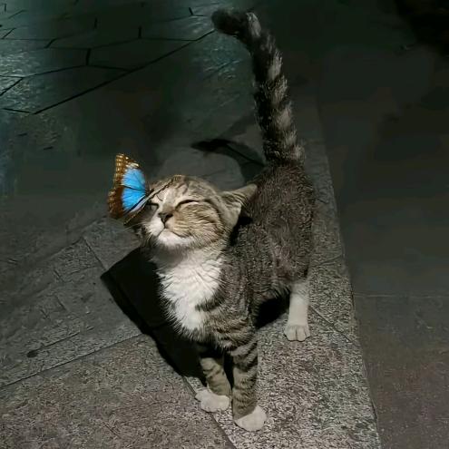 AAA幸福小猫批发部