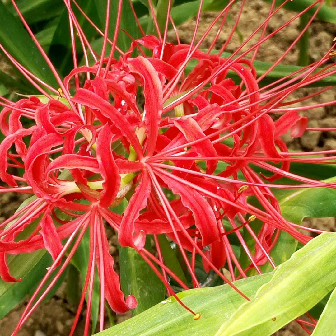 ꧁残❤心꧂