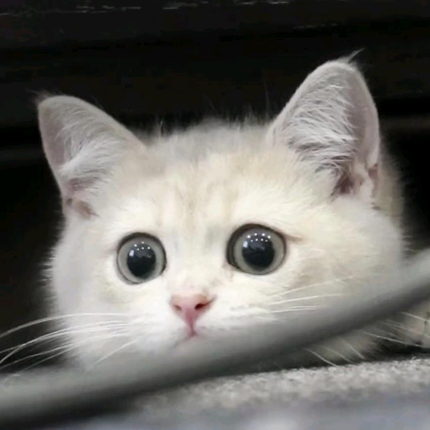 玖