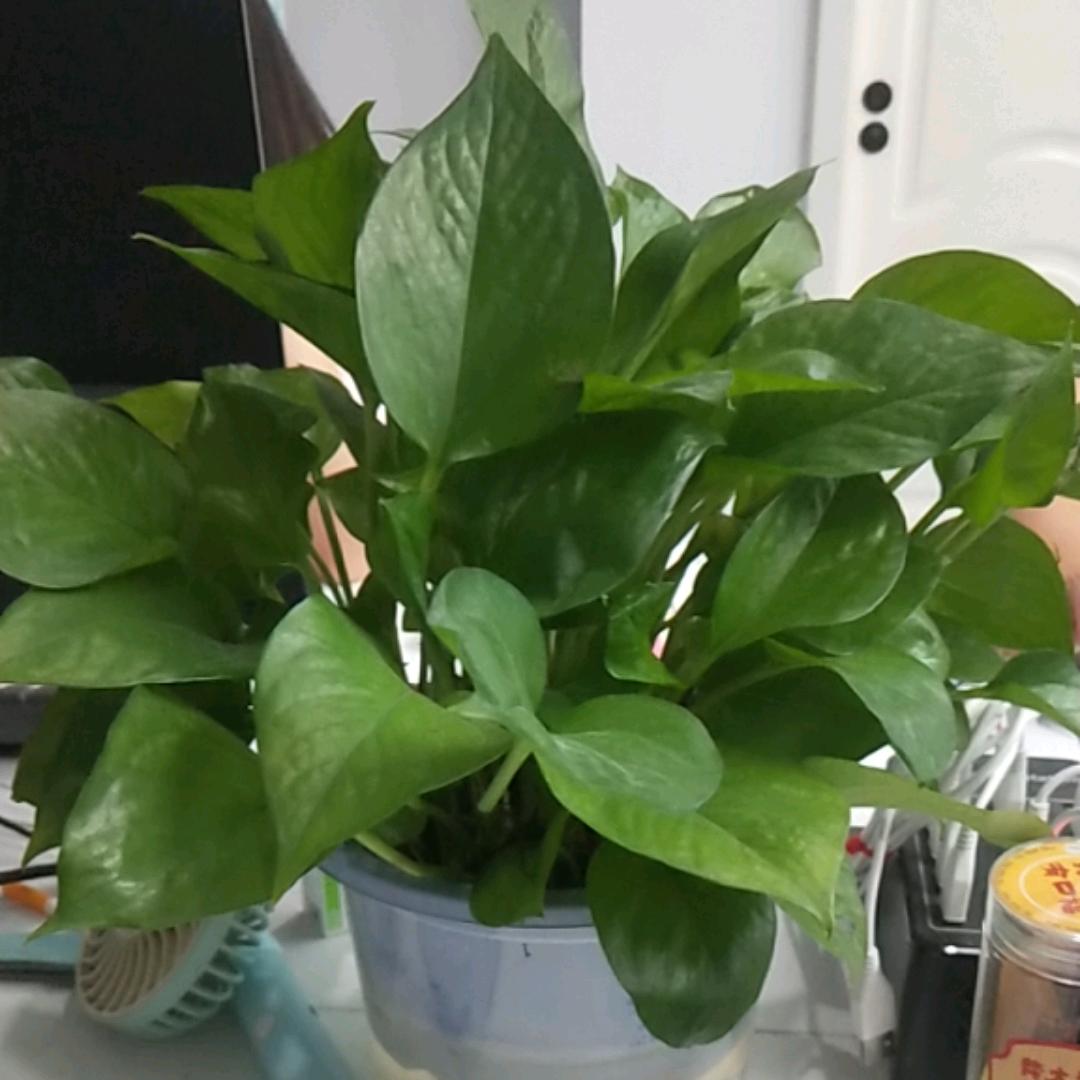 搞笑萌娃