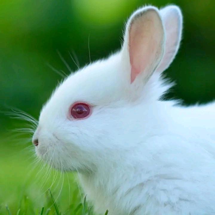 千年等一回🐇