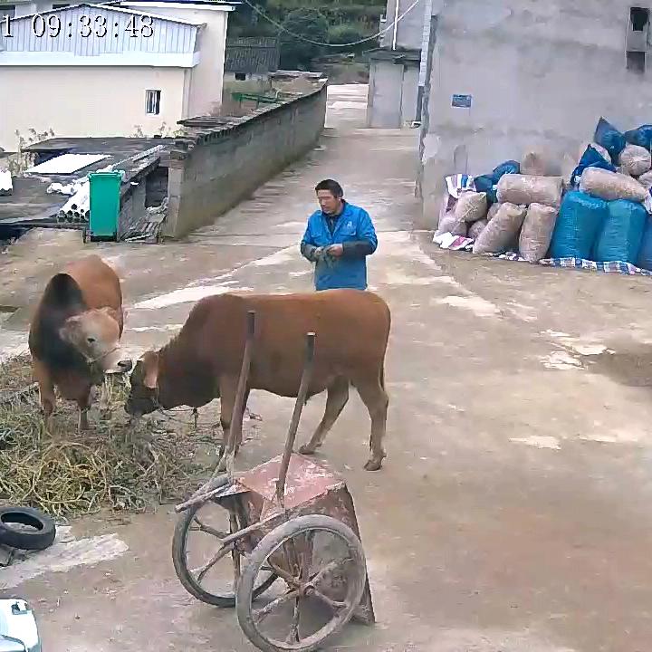 农村黄牛过年出售-太湖县刘畈乡洪河村