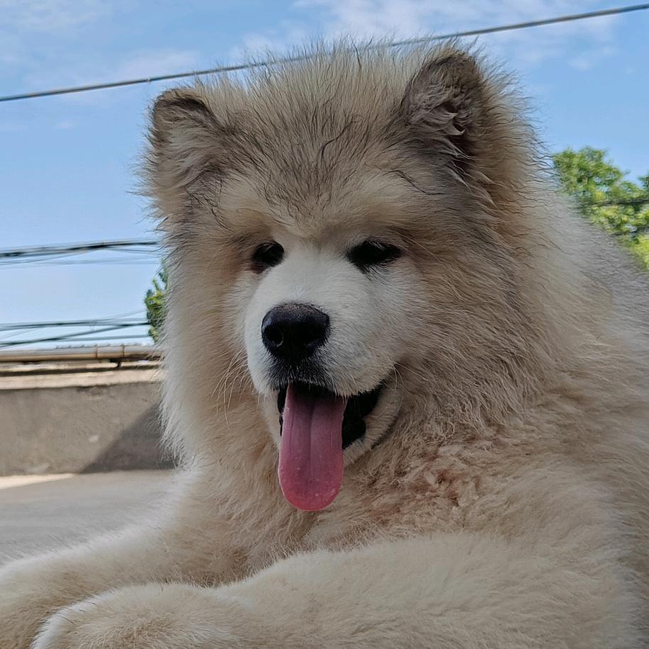 群创犬舍