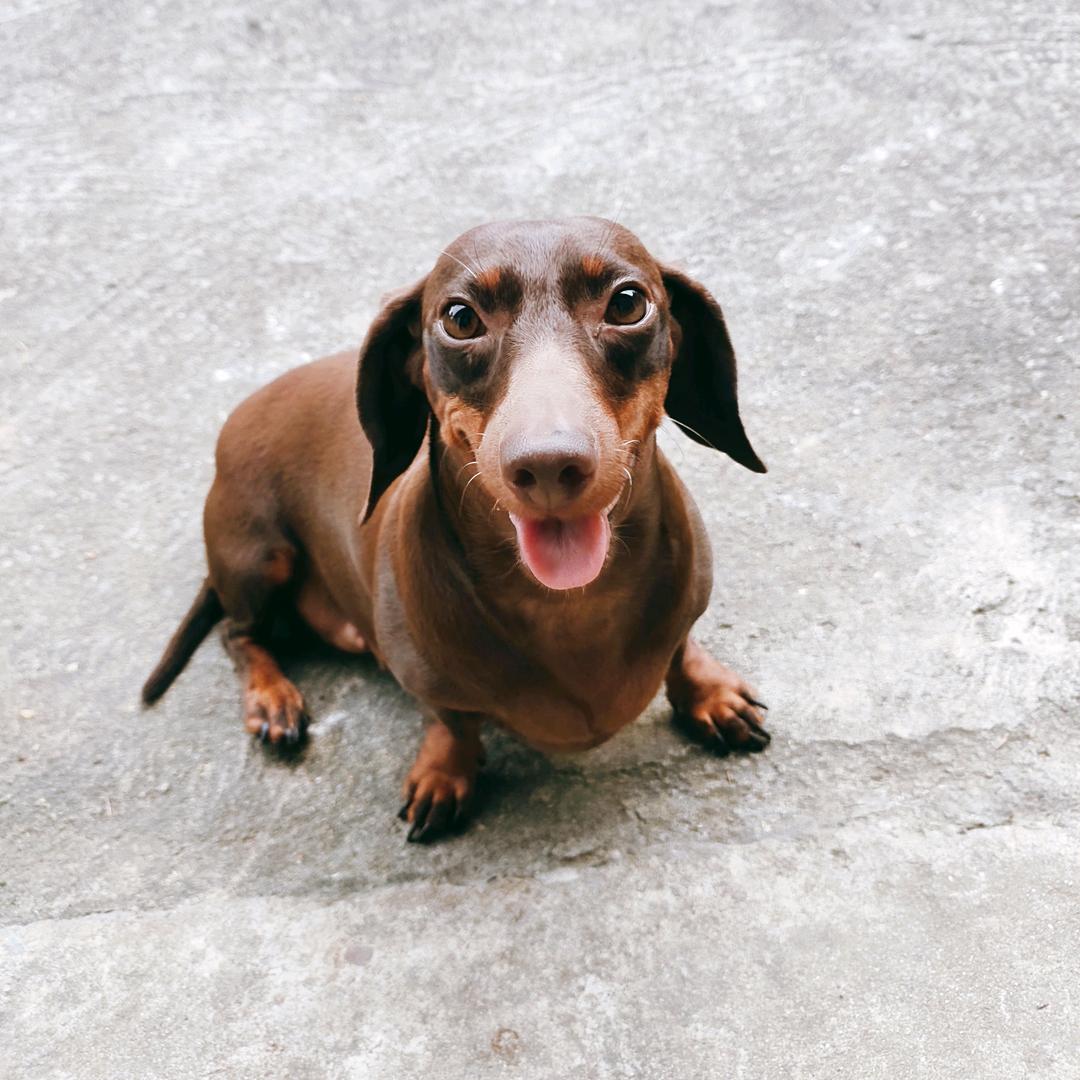 🐶小短腿草莓🐶