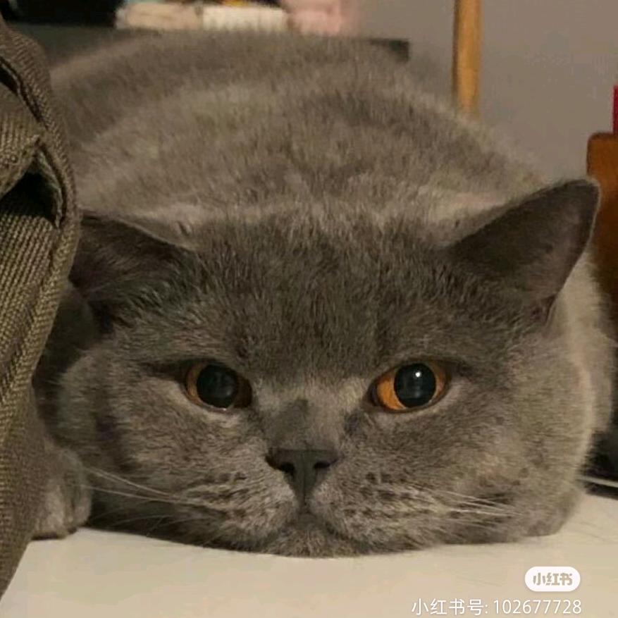 小懒猫meme