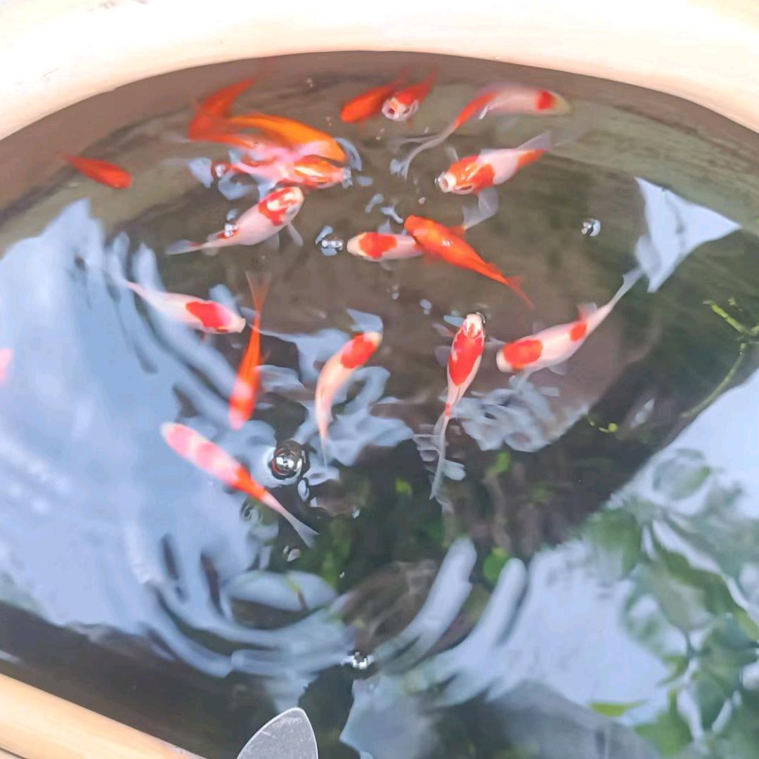 皮皮豆豆