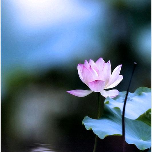 慧生源-晶明禅语