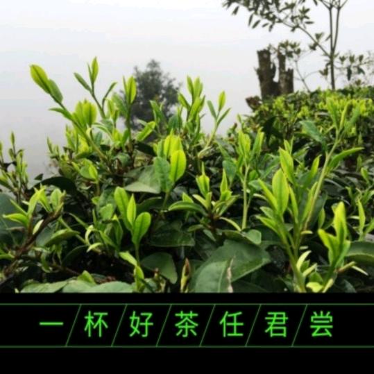 养猪人友哥