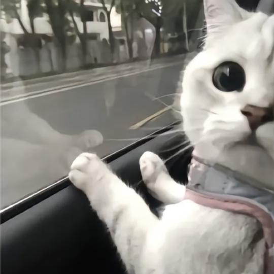打瓦最帅的菠萝