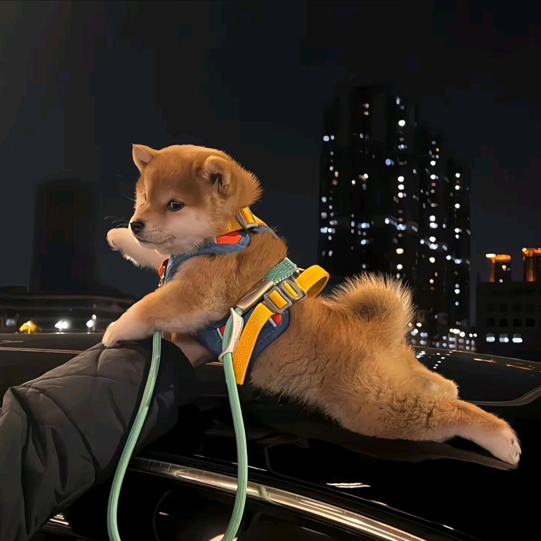 锦