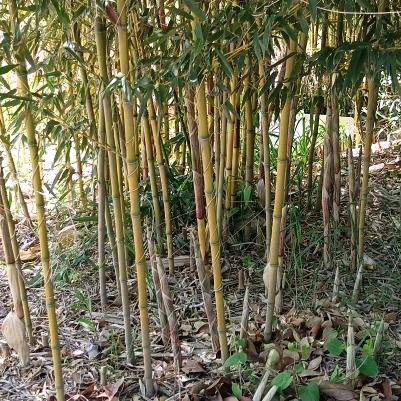 竹子