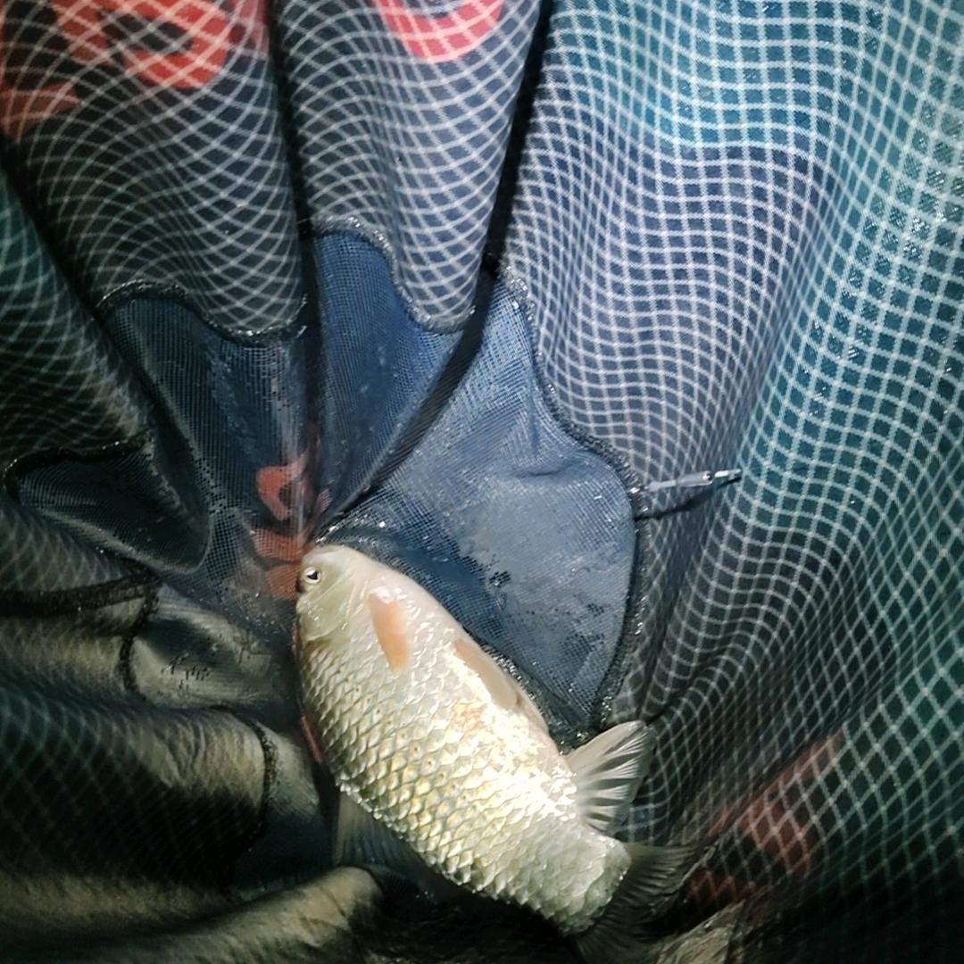 鳑鲏哥
