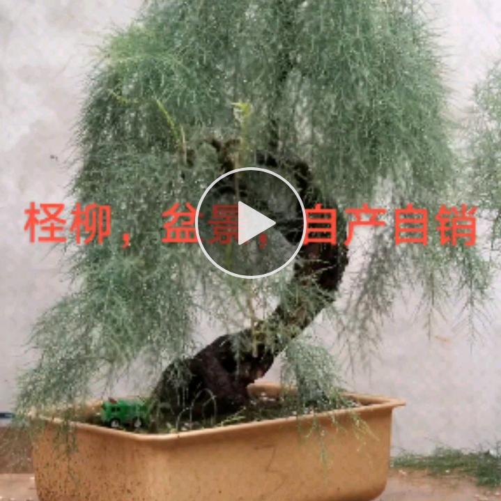 柽柳园艺，观音柳制作，盆景素材